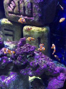 Daudzi Nemo!